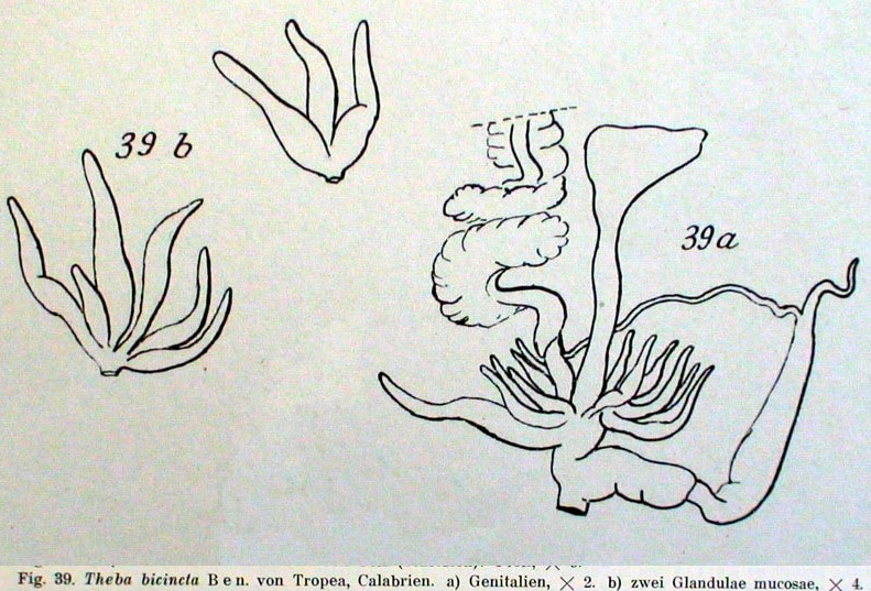 Monacha (Eutheba) rizzae (Aradas, 1844) (SR)